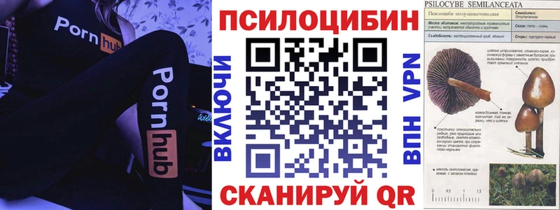 Псилоцибиновые грибы Cubensis  блэк спрут ссылки  Волгодонск 